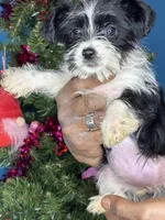 Anna, a female Pug and Yorkshire Terrier for sale in Wadesboro, NC – Photo 3 of 3