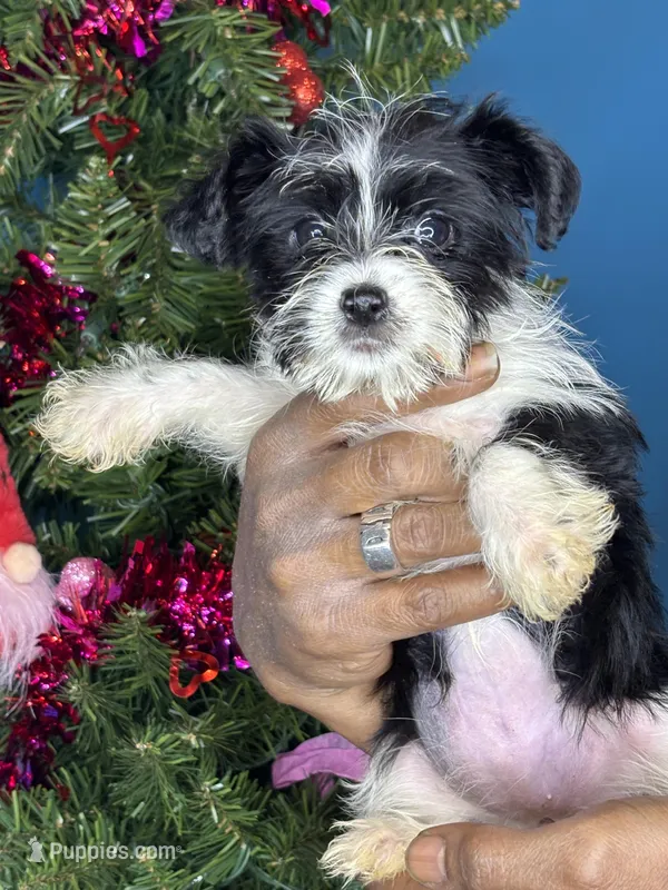 Anna, a female Pug and Yorkshire Terrier for sale in Wadesboro, NC – Photo 1 of 3