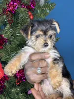 You name the puppy, a male Yorkshire Terrier for sale in Wadesboro, NC – Photo 5 of 10