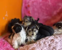 You name the puppy, a male Yorkshire Terrier for sale in Wadesboro, NC – Photo 2 of 10