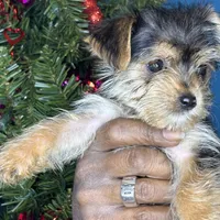 Alexa, a female Pug and Yorkshire Terrier for sale in Wadesboro, NC – Photo 2 of 5