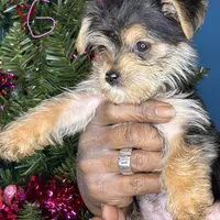 Alexa, a female Pug and Yorkshire Terrier for sale in Wadesboro, NC – Photo 1 of 5