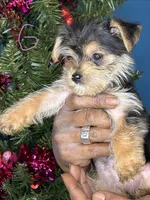 Alexa, a female Yorkshire Terrier for sale in Wadesboro, NC – Photo 1 of 5