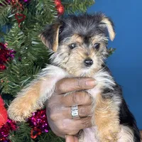 Alexa, a female Pug and Yorkshire Terrier for sale in Wadesboro, NC – Photo 4 of 5