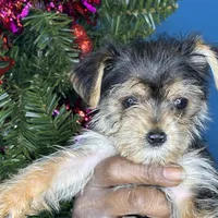 Alexa, a female Pug and Yorkshire Terrier for sale in Wadesboro, NC – Photo 5 of 5