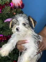 Skylar, a female Yorkshire Terrier for sale in Wadesboro, NC – Photo 4 of 4