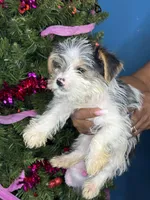 Skylar, a female Yorkshire Terrier for sale in Wadesboro, NC – Photo 3 of 4