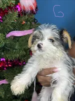 Skylar, a female Yorkshire Terrier for sale in Wadesboro, NC – Photo 1 of 4