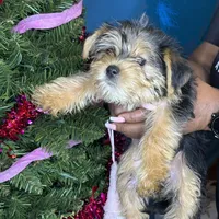 Sammy, a male Pug and Yorkshire Terrier for sale in Wadesboro, NC – Photo 1 of 2