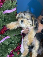 Sammy, a male Yorkshire Terrier for sale in Wadesboro, NC – Photo 1 of 2