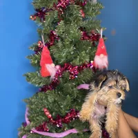 Sammy, a male Pug and Yorkshire Terrier for sale in Wadesboro, NC – Photo 2 of 2