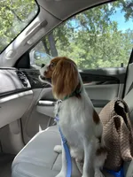 Arlo, a male Cavalier King Charles Spaniel for sale in Fort Worth, TX – Photo 2 of 2