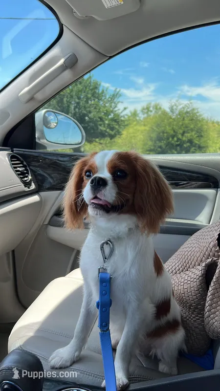 Arlo, a male Cavalier King Charles Spaniel for sale in Fort Worth, TX – Photo 1 of 2