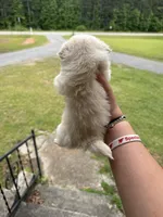 Olaf (longhaired), a male Chihuahua for sale in Thomaston, GA – Photo 3 of 5