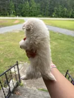 Olaf (longhaired), a male Chihuahua for sale in Thomaston, GA – Photo 4 of 5