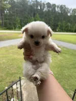 Olaf (longhaired), a male Chihuahua for sale in Thomaston, GA – Photo 2 of 5