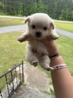 Olaf (longhaired), a male Chihuahua for sale in Thomaston, GA – Photo 1 of 5