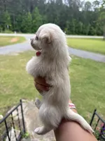Bear (Short/medium hair), a male Chihuahua for sale in Thomaston, GA – Photo 5 of 5