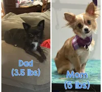 Bear (Short/medium hair), a male Chihuahua for sale in Thomaston, GA – Photo 2 of 5