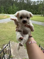 Bear (Short/medium hair), a male Chihuahua for sale in Thomaston, GA – Photo 4 of 5