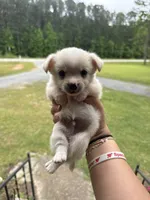 Bear (Short/medium hair), a male Chihuahua for sale in Thomaston, GA – Photo 1 of 5