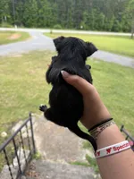Tippy Jr (shorthair), a male Chihuahua for sale in Thomaston, GA – Photo 4 of 5