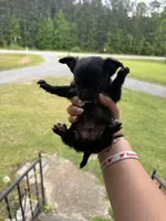 Tippy Jr (shorthair), a male Chihuahua for sale in Thomaston, GA – Photo 5 of 5