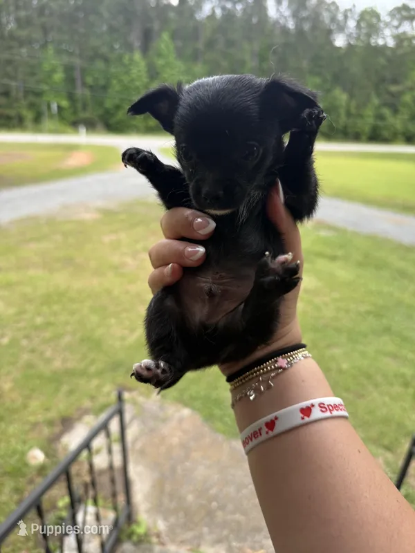 Tippy Jr (shorthair) – Chihuahua puppy for sale in Thomaston, GA