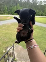Tippy Jr (shorthair), a male Chihuahua for sale in Thomaston, GA – Photo 1 of 5