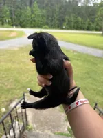 Tippy Jr (shorthair), a male Chihuahua for sale in Thomaston, GA – Photo 3 of 5
