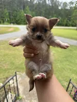 Teddy (longhaired), a male Chihuahua for sale in Thomaston, GA – Photo 3 of 5