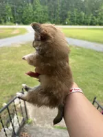 Teddy (longhaired), a male Chihuahua for sale in Thomaston, GA – Photo 5 of 5