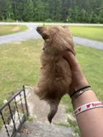 Teddy (longhaired), a male Chihuahua for sale in Thomaston, GA – Photo 4 of 5