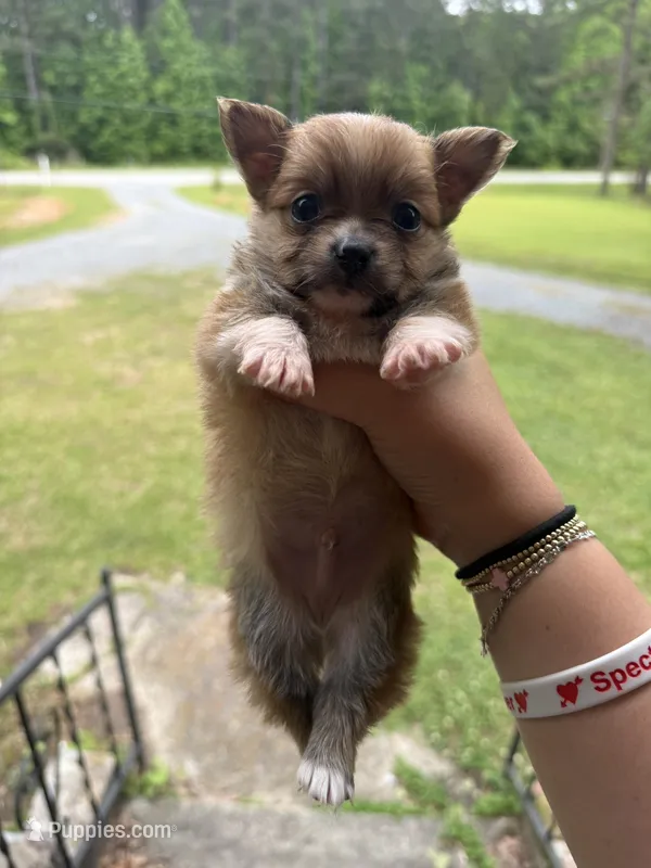 Teddy (longhaired) – Chihuahua puppy for sale in Thomaston, GA