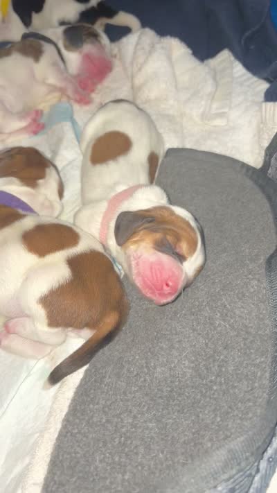 Francesca, a female Basset Hound for sale in Hiram, GA – 4 of 4