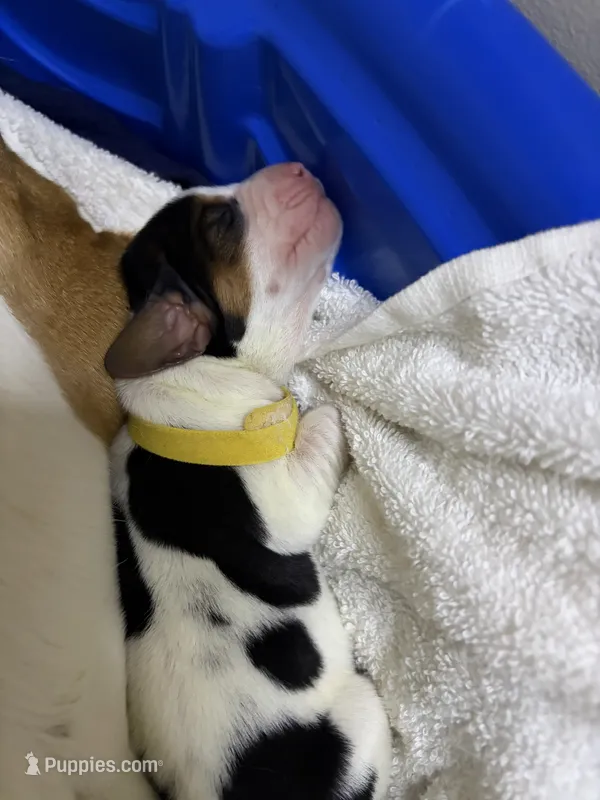 Eloise – Basset Hound puppy for sale in Hiram, GA