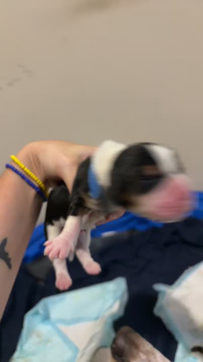 Anthony, a male Basset Hound for sale in Hiram, GA – 4 of 6