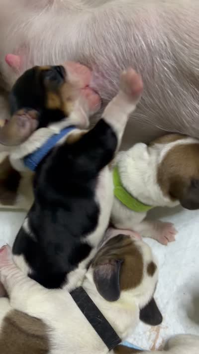 Anthony, a male Basset Hound for sale in Hiram, GA – 6 of 6