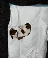 Francesca, a female Basset Hound for sale in Hiram, GA – 3 of 4