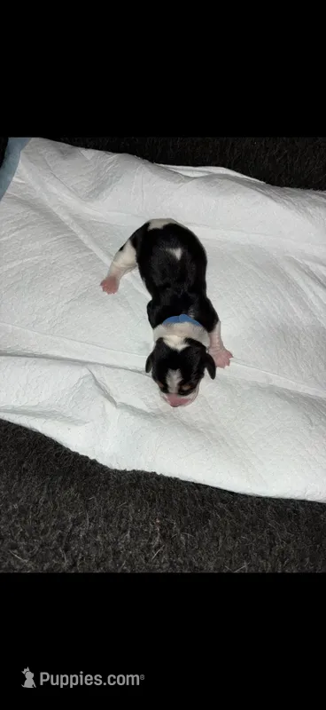 Anthony – Basset Hound puppy for sale in Hiram, GA