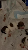 Francesca, a female Basset Hound for sale in Hiram, GA – 2 of 4