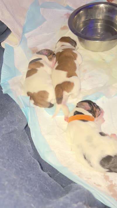Eloise, a female Basset Hound for sale in Hiram, GA – 6 of 6