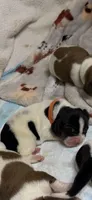 Hyacinth, a male Basset Hound for sale in Hiram, GA – 3 of 4