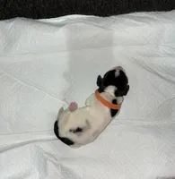 Hyacinth, a male Basset Hound for sale in Hiram, GA – 4 of 4