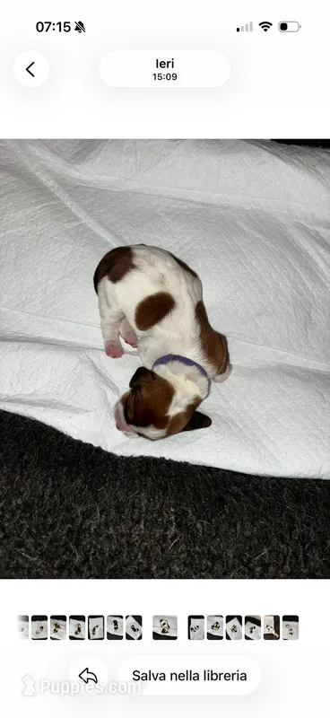 Francesca – Basset Hound puppy for sale in Hiram, GA