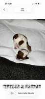Francesca, a female Basset Hound for sale in Hiram, GA – 1 of 4