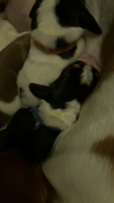 Anthony, a male Basset Hound for sale in Hiram, GA – 5 of 6