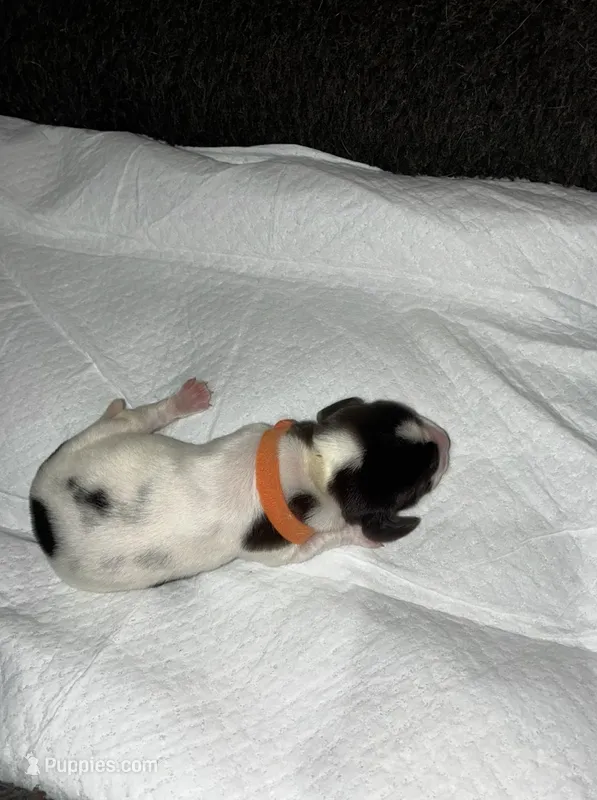 Hyacinth – Basset Hound puppy for sale in Hiram, GA
