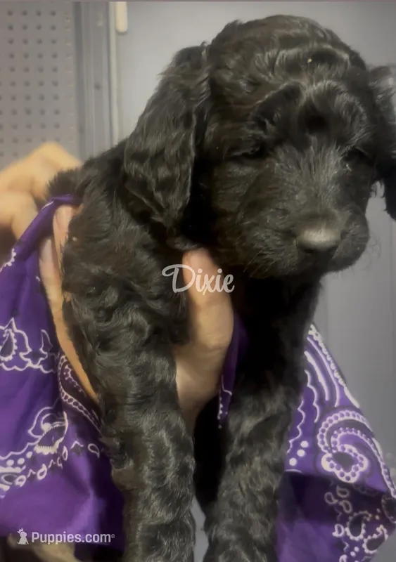 Dixie