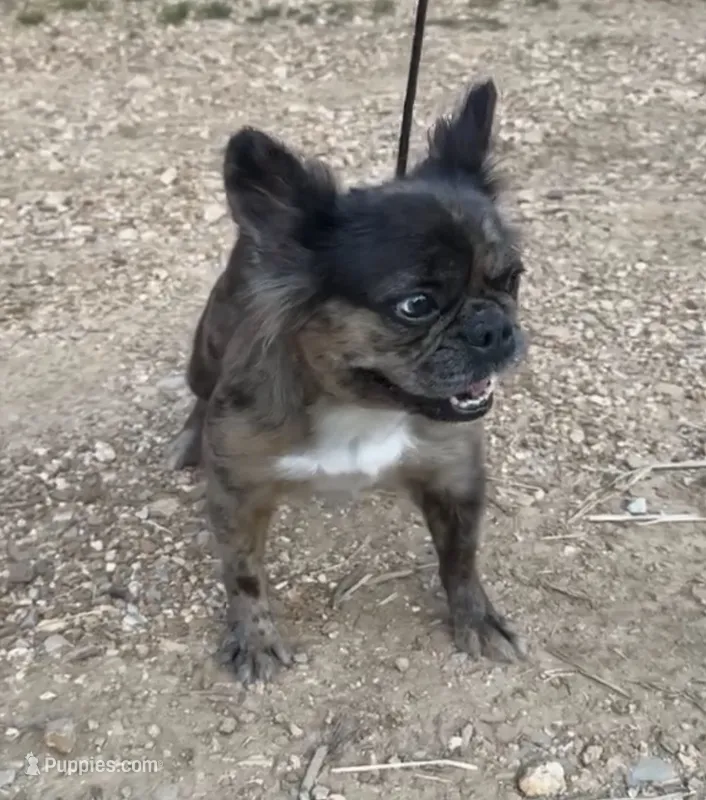 Pebbles – French Bulldog puppy for sale in Industry, IL